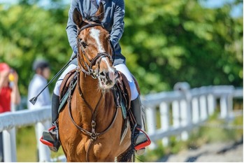 欧米の富裕層が子どもに乗馬を習わせる4つの理由